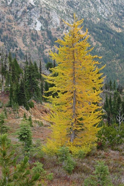 Larix Lyallii The Subalpine Larch Or Simply Alpine Larch Is A