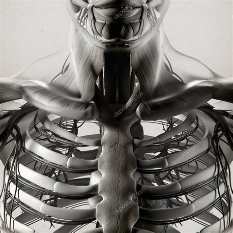 Human Rib Cage Anatomy Model Stock Photo By Anatomyinsider