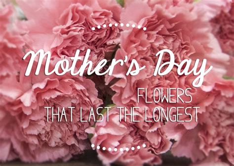 These flowers will last twice as long as those that have not been conditioned properly. Mother's Day Flowers That Last The LongestFlower Press
