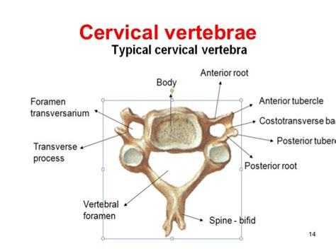 Typical Cervical Spine Anatomy Info