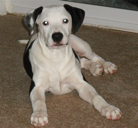 When it comes to temperament, there are several things to. Labrabull Breed Information, Pit Bull Labrador Mix