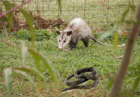 I prepared seedlings of tomato plants. Do Possums Eat Snakes? - Animal Hype