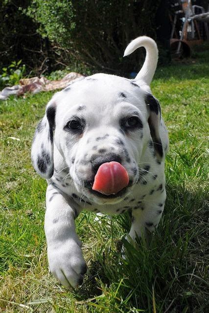 Find many great new & used options and get the best deals for furreal friends dalmatian newborn related items to consider. Cute puppy and dog: Cute Baby Dalmatian puppy Beautiful