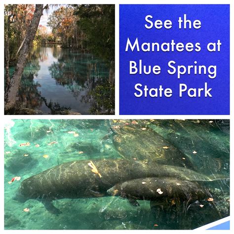 See The Manatees At Blue Spring State Park 1 Hour From Disney World