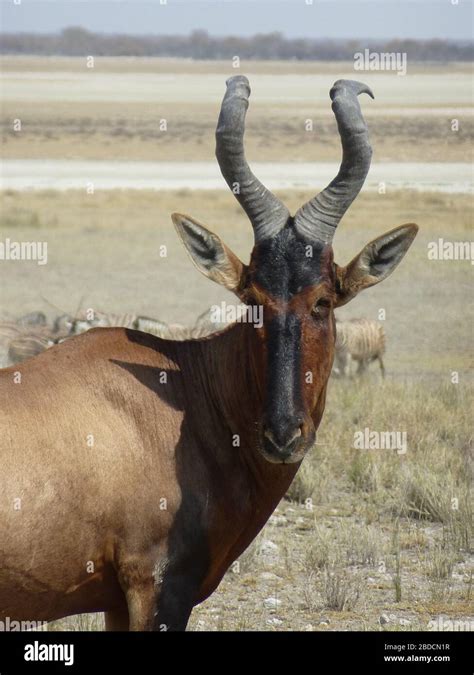 South African Red Hartebeest Close Up Front View Face Head With