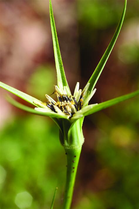 Tragopogon Coelesyriacus Flower Head With Yellowish Ligulate Florets