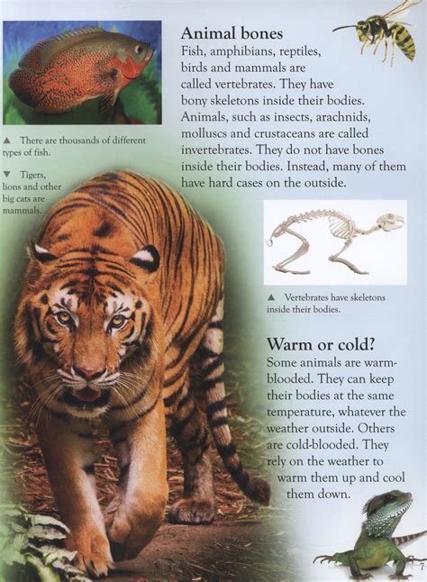 First Animal Encyclopedia By Ganeri Anita 9781408842522 Brownsbfs