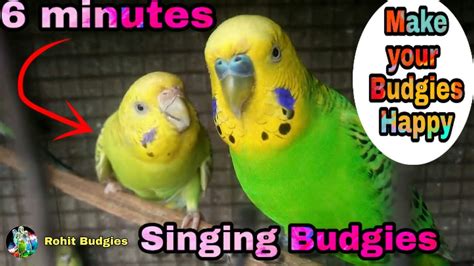 6 Minutes Budgies Singing And Chirping Make Your Budgie Happy