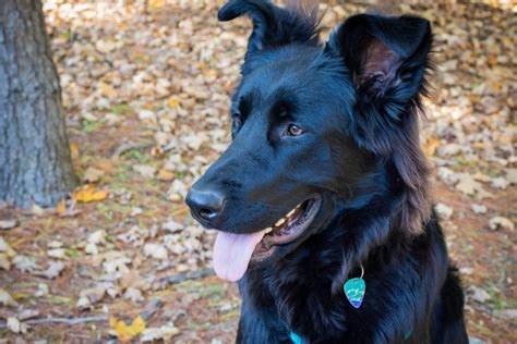 Blue German Shepherd All About This Unique Dog Breed