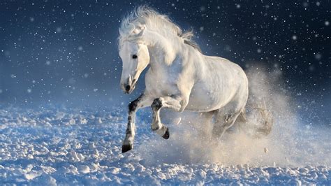 Download White Horse Run Mammal Portrait 1920x1080 Wallpaper Full