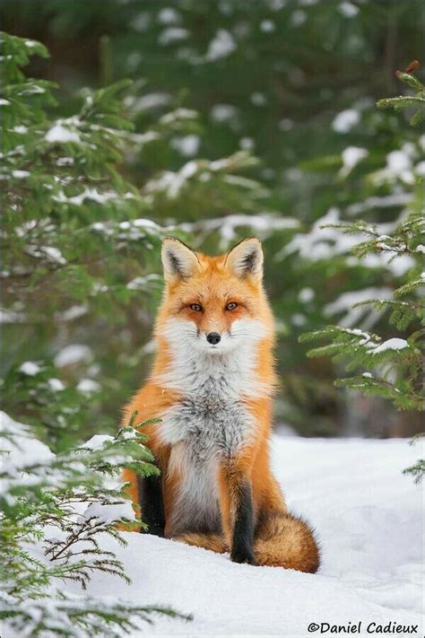 A Red Fox Sitting In The Snow Next To Some Trees