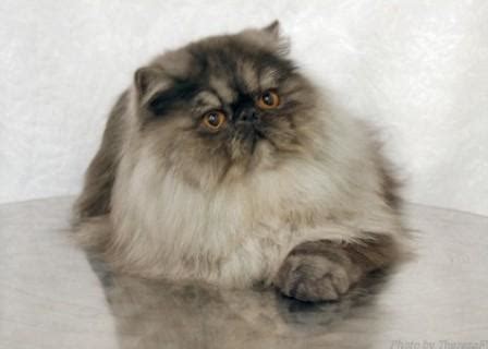 Do persian cats suffer from health problems? Persian Cat - Breed Profile and Facts