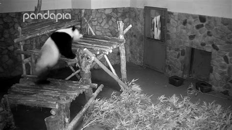 Panda Ghost Caught On Camera Youtube