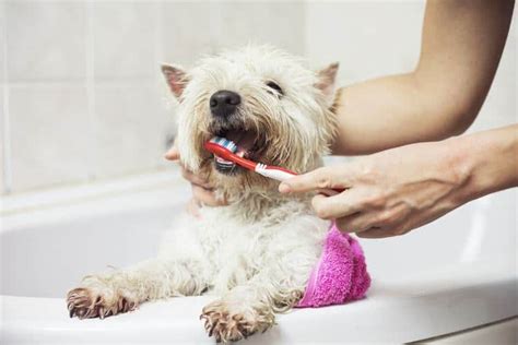 How To Brush A Dogs Teeth Pet Life Today
