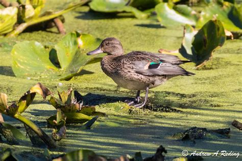 Cwc2023 Featured Birds Meet The Green Winged Teal Birdscaribbean