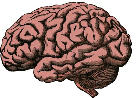Brain Anatomy Human · Free Image On Pixabay