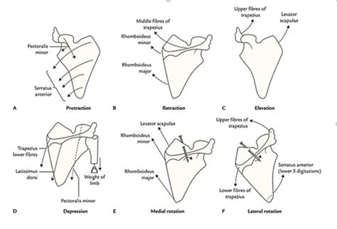 Protraction And Retraction Of Scapula