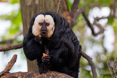 Saki Monkeys Get Screen Time For More Control Over Their Lives In Captivity