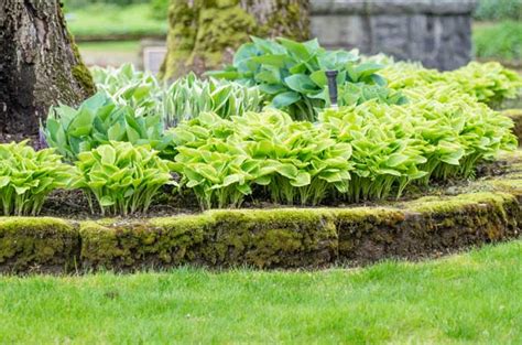 Growing Hostas A Favorite Shade Loving Perennial Gardeners Path