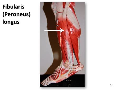 Fibularis Longus Muscles Of The Lower Extremity Anatomy Flickr