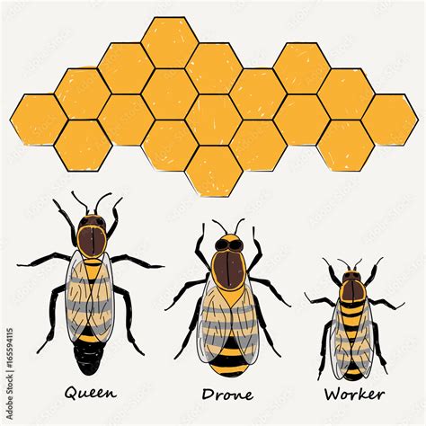 Bees Queen Drone And Worker Illustration Vector Stock Vector Adobe