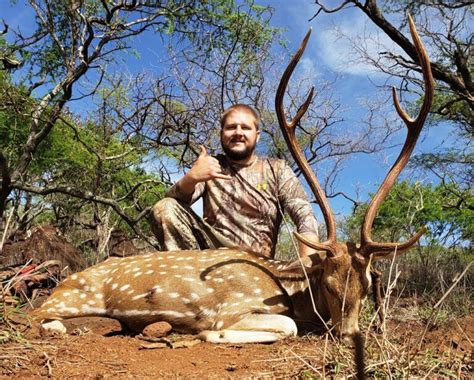 Axis Deer Hunting In Hawaii Outdoors International