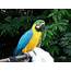 Macaw Parrot Birds  Biological Science Picture Directory
