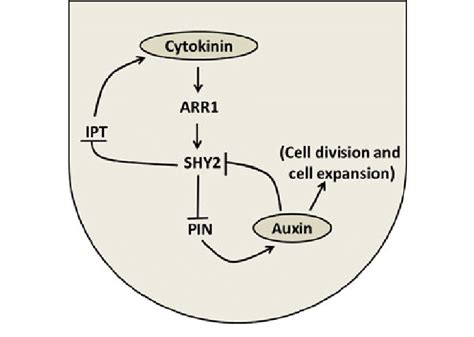 Interaction Between Cytokinin And Auxin In The Root Apical Meristem