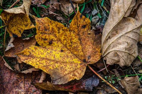Minnesota Sees Premature Leaf Dropping On Maple Trees