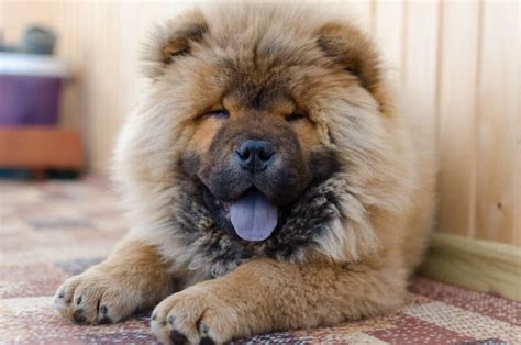 11 Dog Breeds That Look Like Bears Purewow Vlrengbr
