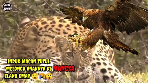 Does the little range rover evoque the most desire? Foto Hd Elang Vs Harimau / 200 Gambar Elang Vs Singa Hd ...