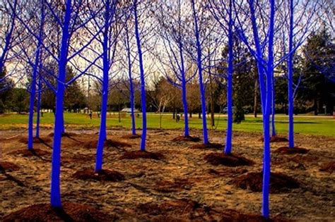 The Blue Trees Architecture Now
