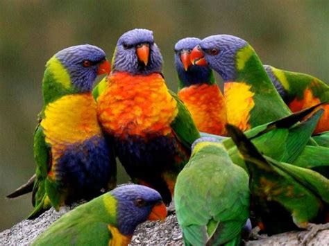 Rainbow Lorikeet Australian Parrots Animals Parrot