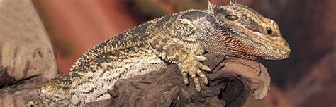 Lizard Evolution Animal Facts And Information