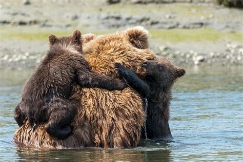 This Mama Bear Was Forced To Leave Her Cubs To Drown Page 3