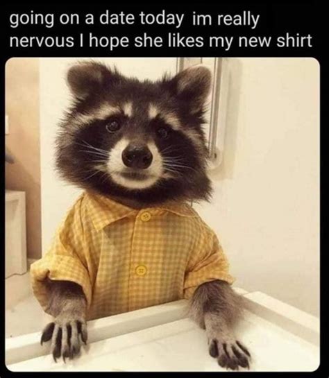 Funny Animal Meme Dump 24 Pics Pet Raccoon Cute Raccoon Cute Animals