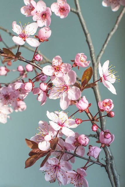 Kostenloses Bild Auf Pixabay Frühling Blume Natur Kirschblüte In