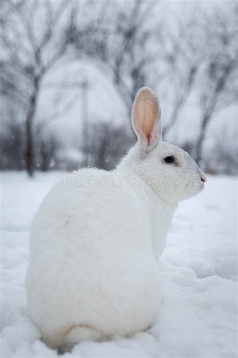 White Rabbit In The Snow Stock Image Image Of Habitat 185032015