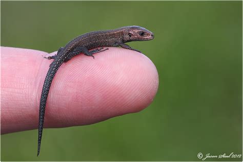 In addition, they eat caterpillars, snails and spiders. Garden Lizard Eat Own L - Garden Ftempo