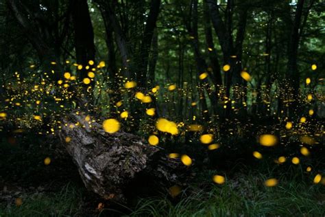Congaree National Park Fireflies Synchronized Flashing Parkcation