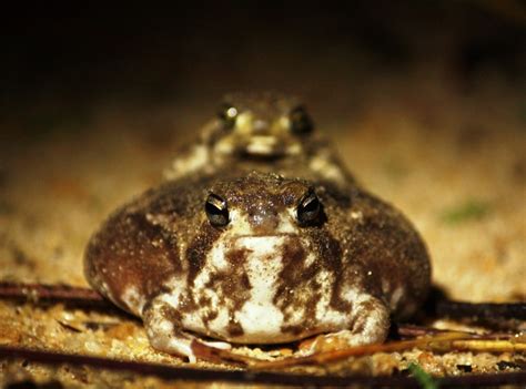 Common Rain Frog Amphibian Rescue And Conservation Project