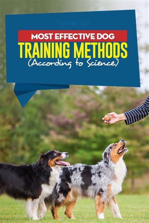 Most Effective Dog Training Methods According To Science In 2023 Dog