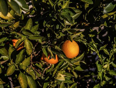 Walking Arizona Navel Oranges