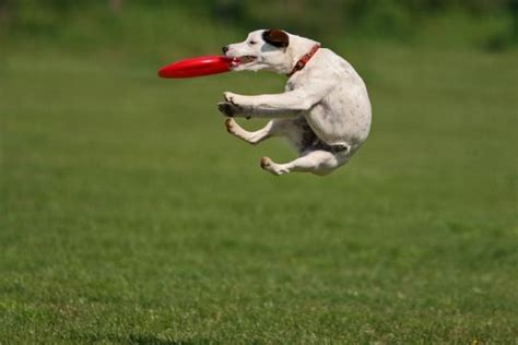 Dogs Catching Frisbees 20 Pics