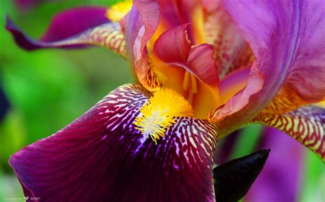 Iris Flower Part 1 Weneedfun