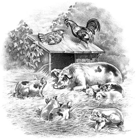 Pigs Piglets Rooster And Hen Farm Animals Free Graphic Old Design