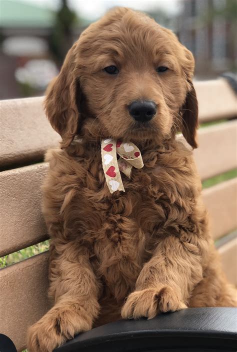 If you are considering the possibility of adding a grateful doodles puppy to your family, we would love to speak to you and assist you in making an educated decision about the right choice of a dog for your. Goldendoodle Puppies For Sale | Lakeland, FL #268547