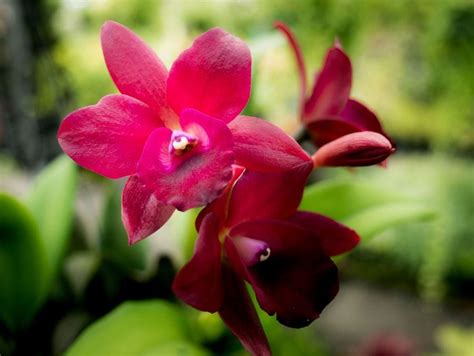 Resting up flowering can last from one to three months after which the plant goes into a period of rest or dormancy. How Long Do Orchid Blooms Last? (And How to Make Them Last ...