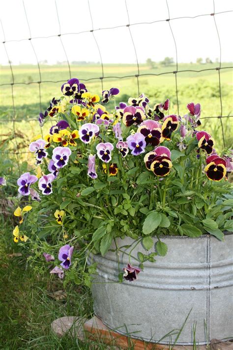 Pansy Planter Pansies In A Washtub Planter R Knoblich Flickr