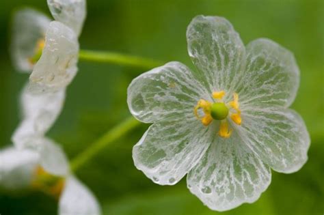The Skeleton Flower A Remarkable Herb Whose White Petals Become